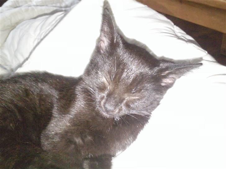 Huskat Mille - jeg er meget glad for at få taget foto og prøver gerne at smile til fotografen som er min mor. hun elsker at vise mig frem :D billede 10