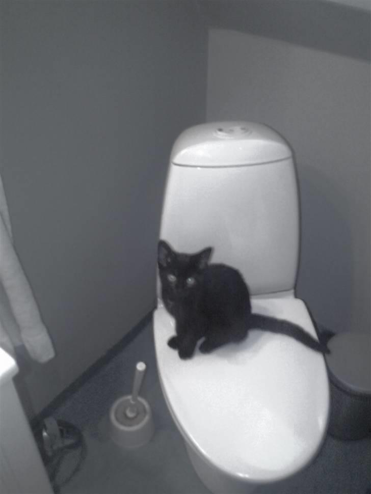 Huskat Mille - rigtige tøser går selvfølgelig på toilet :P billede 11
