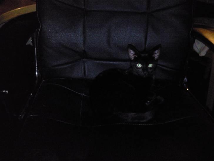 Huskat Mille - jeg har igen taget min fars chef stol :P den elsker jeg at ligge i :P billede 12