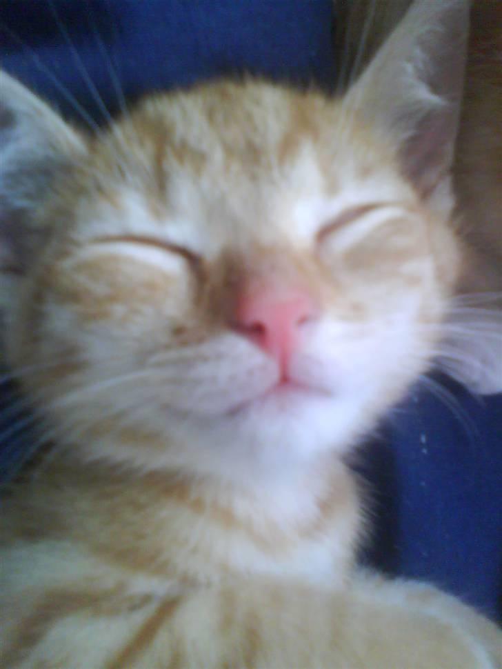 Blanding af racer Spicey Salsa R.I.P ;'/ - min lille puttegøj(: billede 1