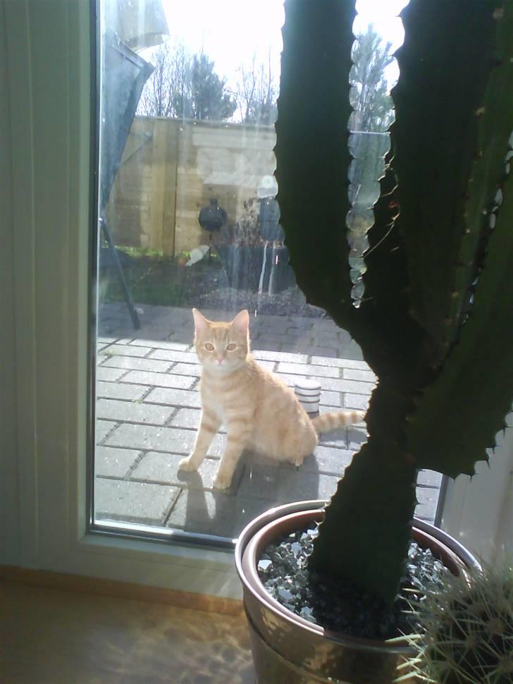 Blanding af racer Spicey Salsa R.I.P ;'/ - hun sidder og halvsover (: billede 2