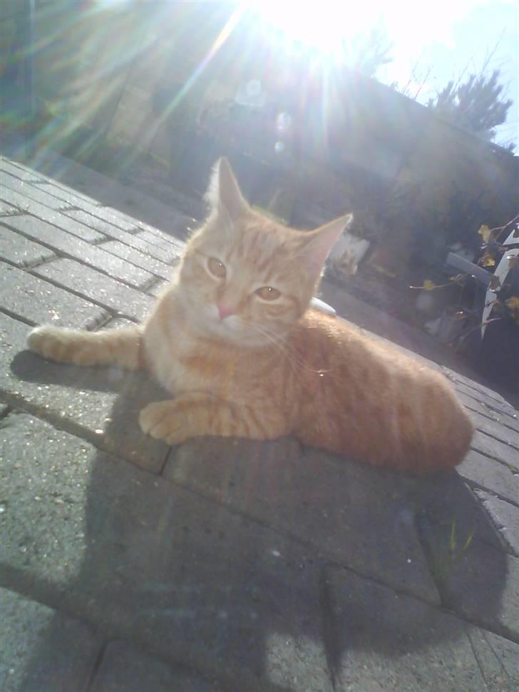 Blanding af racer Spicey Salsa R.I.P ;'/ - hun elsker at sole sig i haven (: billede 3