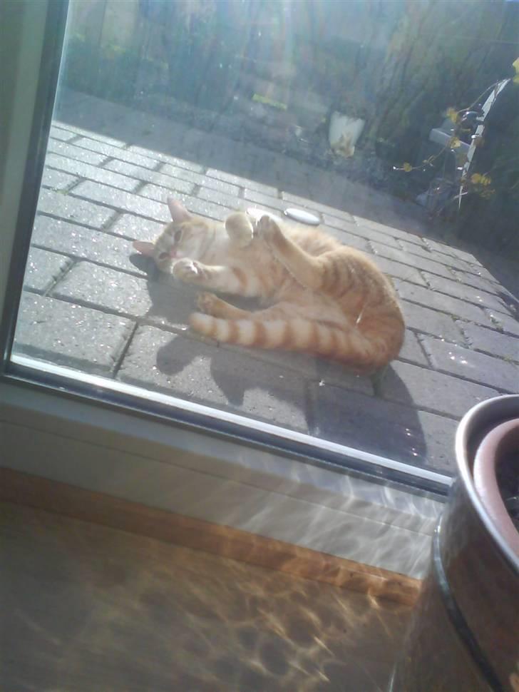 Blanding af racer Spicey Salsa R.I.P ;'/ - hun elsker at lege med luften :D billede 4