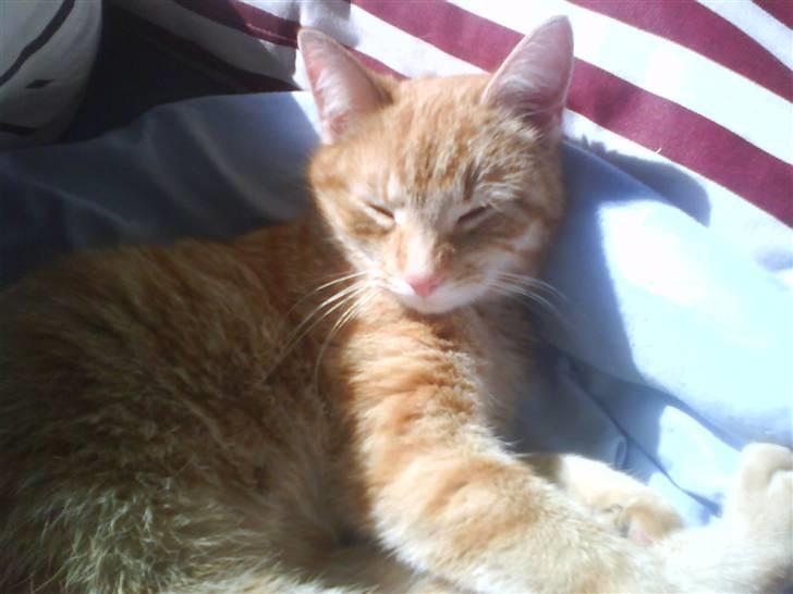 Blanding af racer Spicey Salsa R.I.P ;'/ - hun ligger lige og tager en morfar i sengen (: billede 5