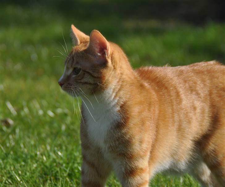 Huskat Taizan billede 19