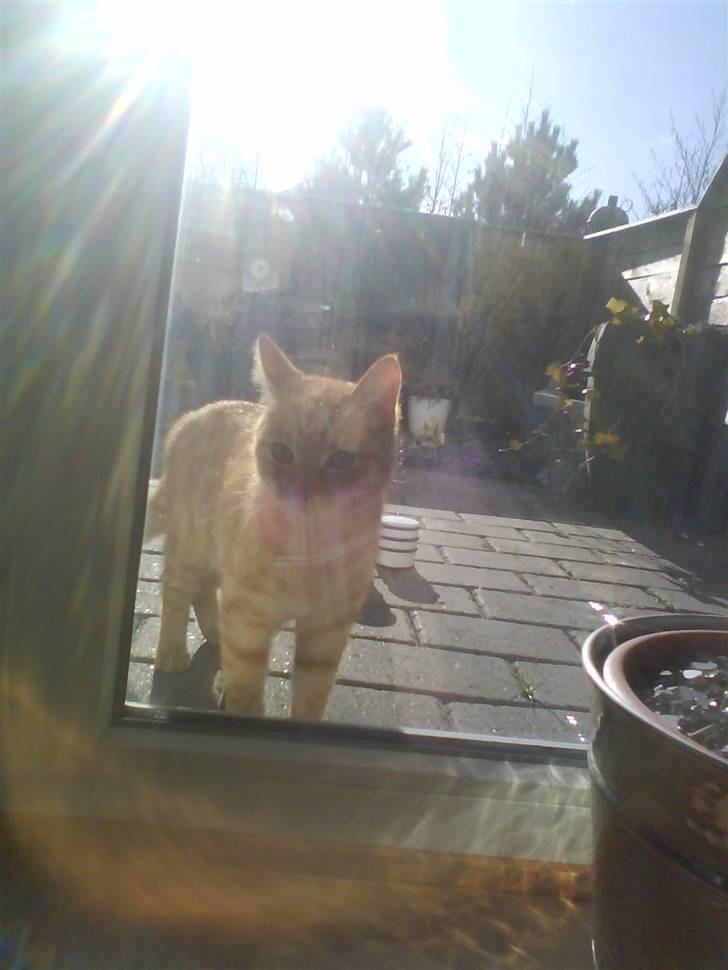 Blanding af racer Spicey Salsa R.I.P ;'/ - hun skal lige se hvem der tager billeder af hende (: billede 6