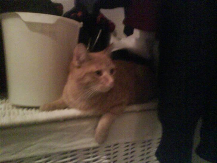 Blanding af racer Spicey Salsa R.I.P ;'/ - hun ligger godt på sådan en kurv (: billede 7