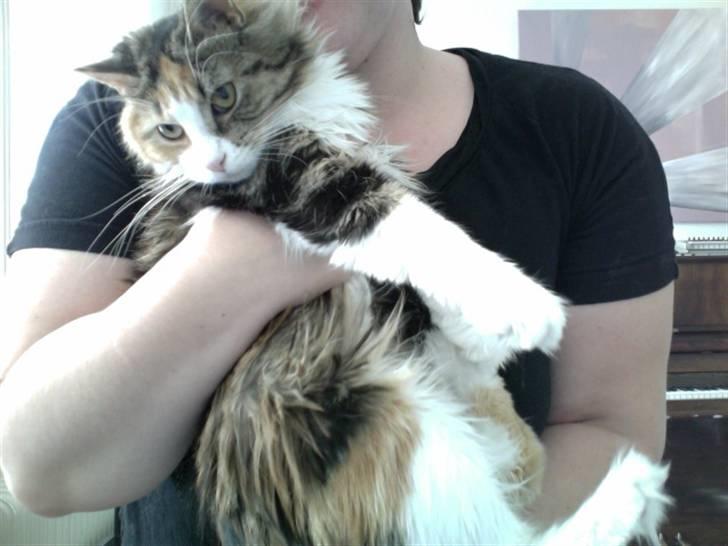 Norsk Skovkat Esther billede 1