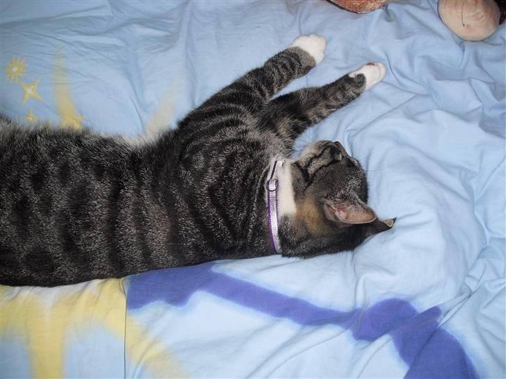 Huskat hugo - zzzzzzzz billede 1