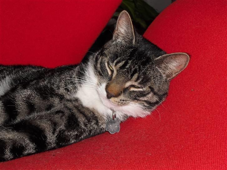 Huskat hugo billede 2