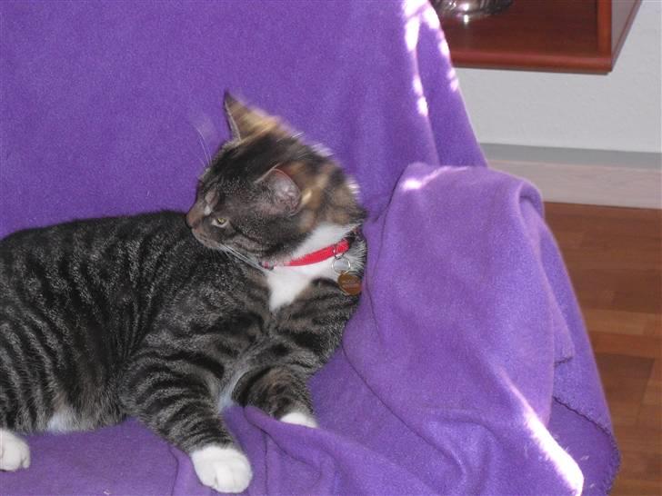 Huskat hugo - Hugo slikker sig billede 3