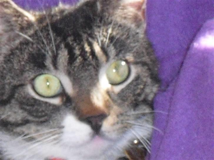 Huskat hugo - Skønne øjne hugo :-) billede 4