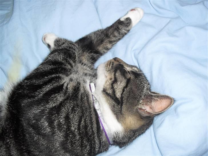 Huskat hugo billede 5