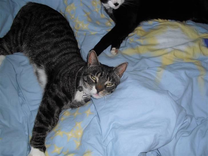 Huskat hugo billede 6