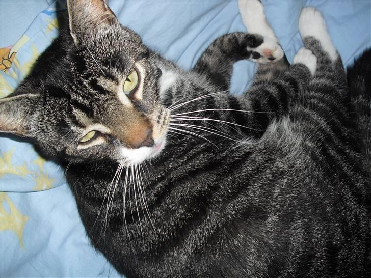 Huskat hugo - gud hvor er jeg træt  billede 7