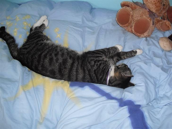 Huskat hugo billede 8