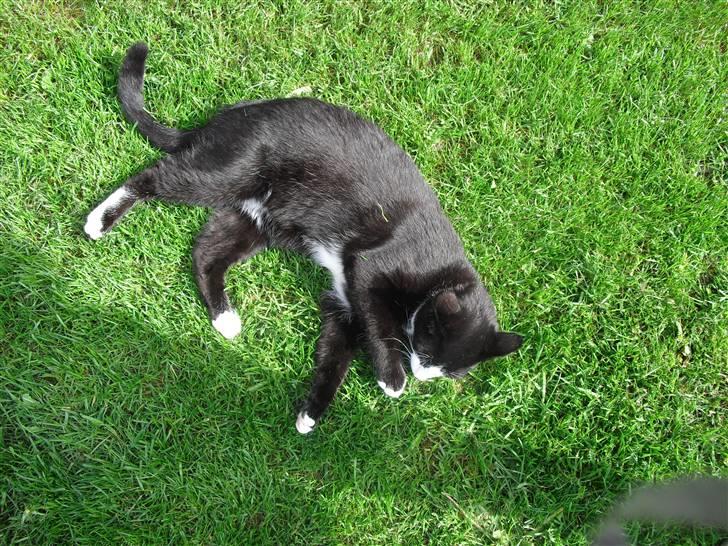 Huskat James Bond  billede 2