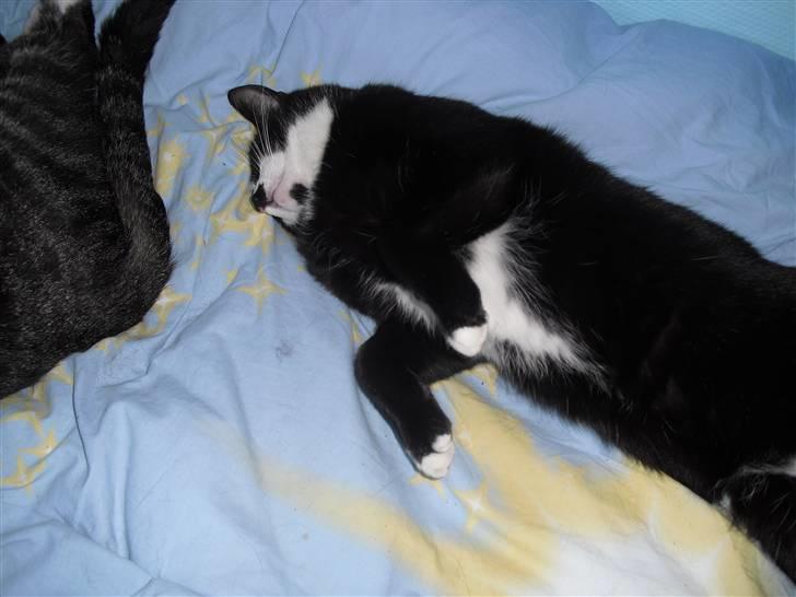 Huskat James Bond  billede 3