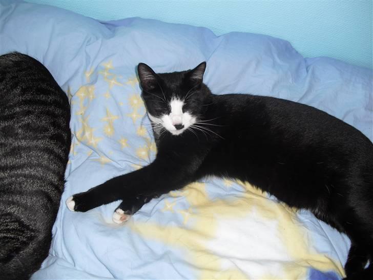 Huskat James Bond  billede 4