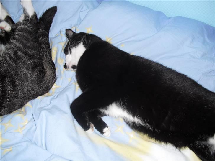 Huskat James Bond  billede 5