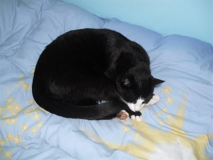 Huskat James Bond  billede 6