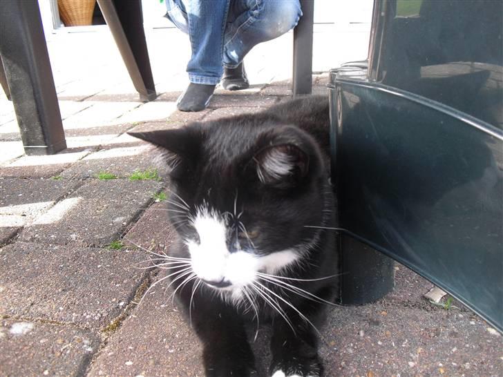 Huskat James Bond  billede 7