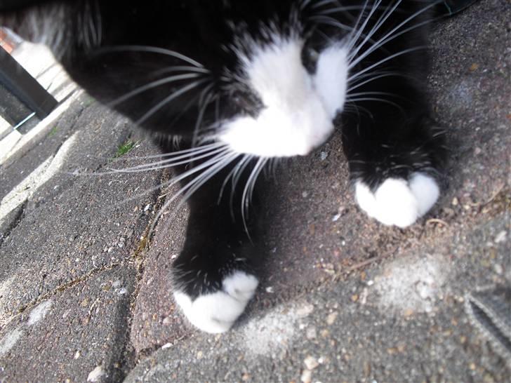 Huskat James Bond  - Hva var det ? billede 8