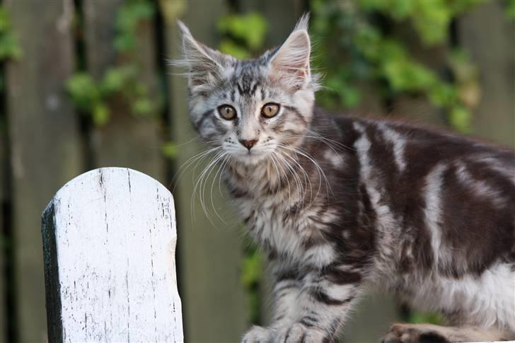 Maine Coon Maximus R.I.P. - Maximus 14 uger billede 1