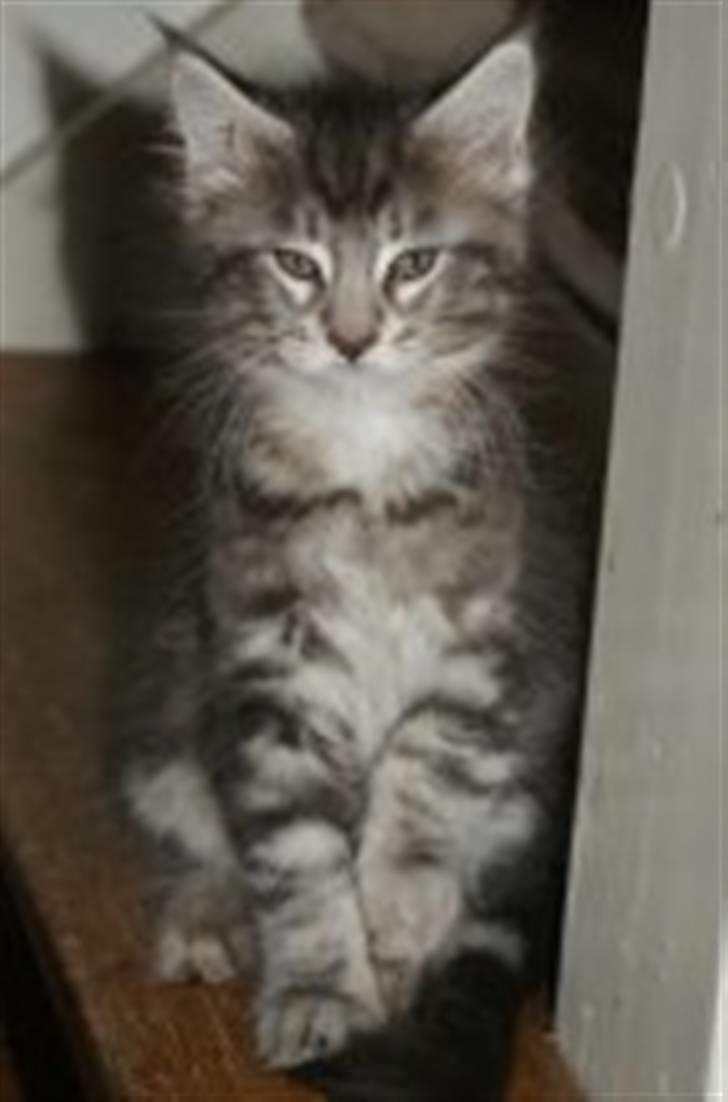 Maine Coon Maximus R.I.P. - 10 uger billede 2