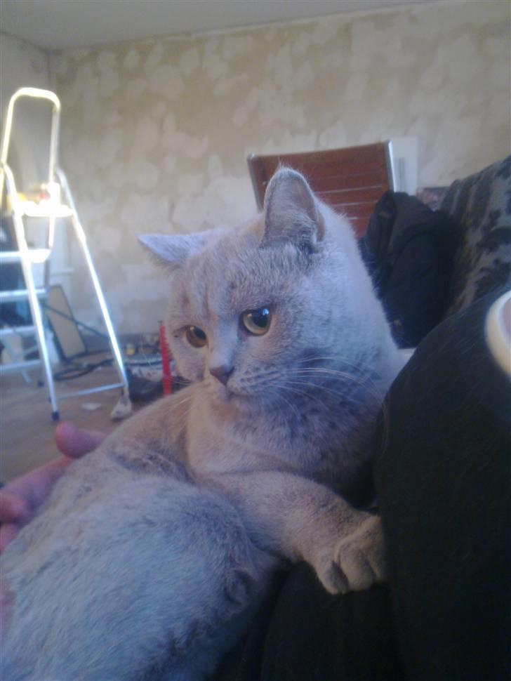 British Shorthair DK Paludans Lucy in the sky billede 6