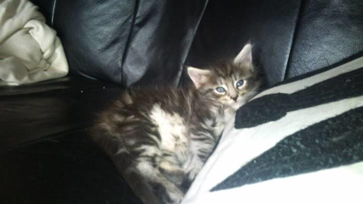 Maine Coon Maximus R.I.P. billede 3