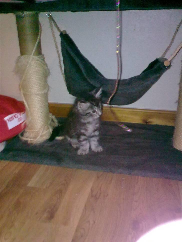 Maine Coon Maximus R.I.P. billede 4