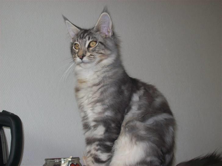 Maine Coon Maximus R.I.P. - 5 mdr billede 5