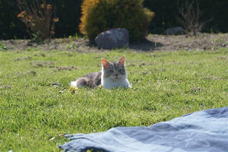 Maine Coon Tulle - Solgt billede 12