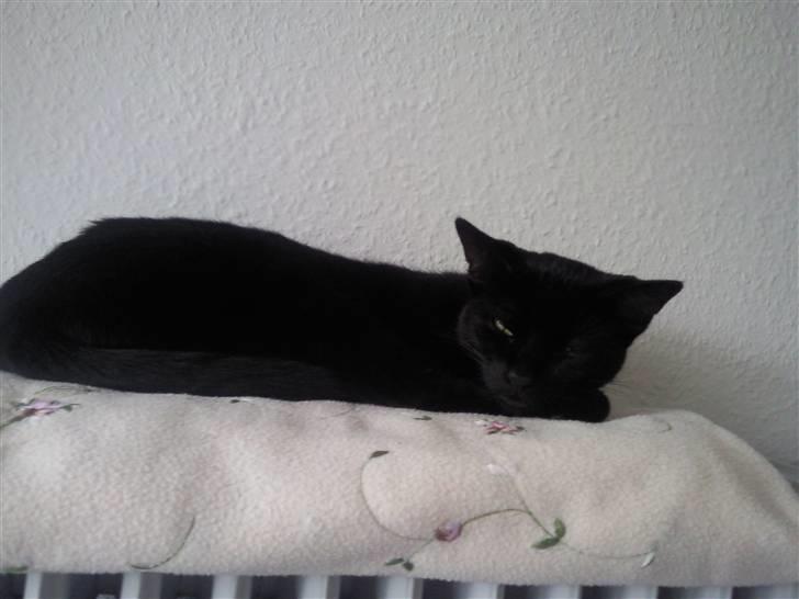 Huskat Mille - her sover jeg på min radiator og blivver vækket af fotografen. ikke nemt med alt den papperatsi billede 14