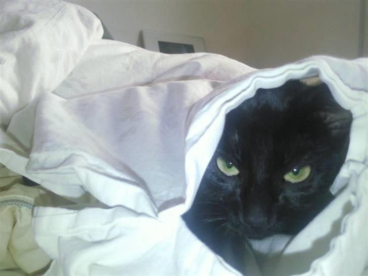 Huskat Mille - her sover far og mig til middag noget vi nyder virkelig meget billede 15