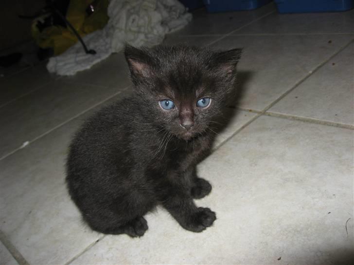 Huskat Mille - det her er min nye lillebror uffe, han skal vi hente i uge 28. nøj jeg glæder mig til vi skal leje og jeg skal vise ham alle de gode steder her i lejligheden billede 16