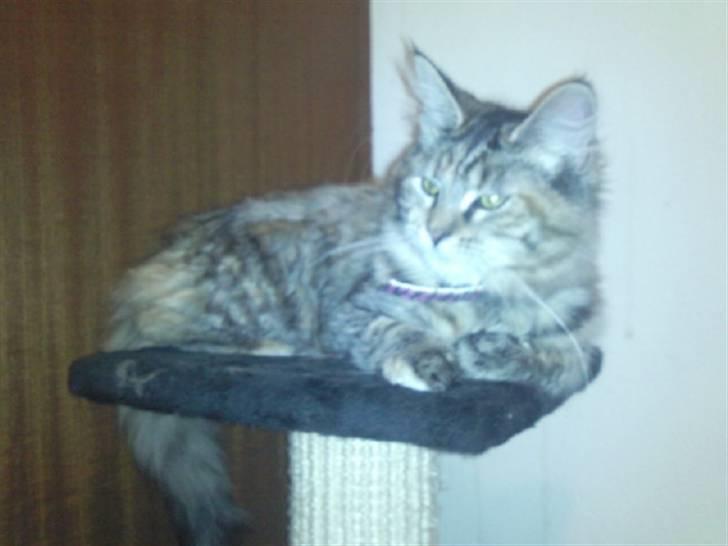 Maine Coon Lulu - min flotte Lulumis i vinters (: billede 3