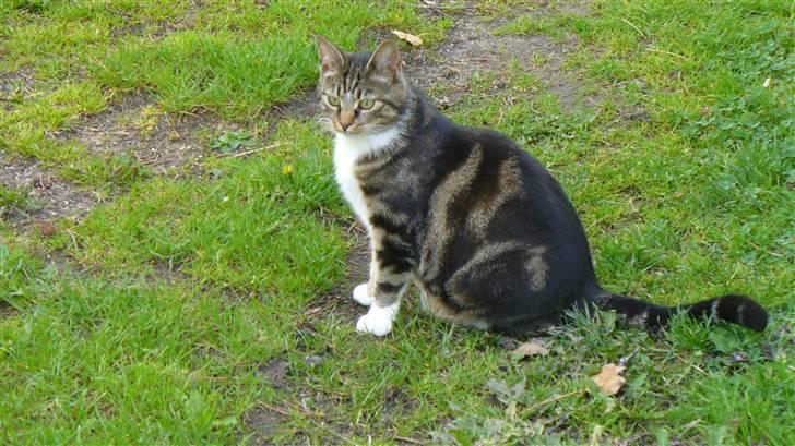 Blanding af racer Futte (Hjemmeboende) billede 9