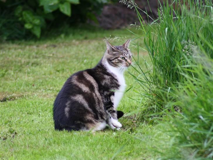 Blanding af racer Futte (Hjemmeboende) billede 10