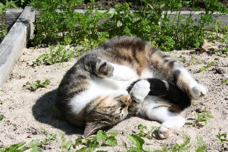 Blanding af racer Futte (Hjemmeboende) billede 11