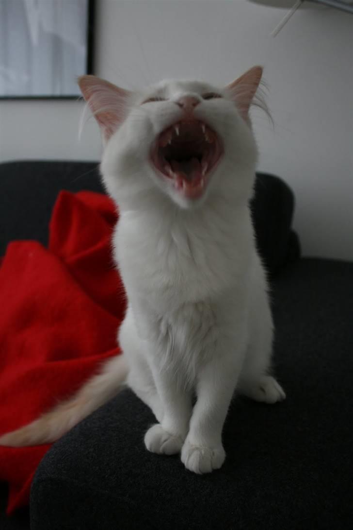 Ragdoll Neo - Neo "hænger ud" i kradse-borgen. billede 1