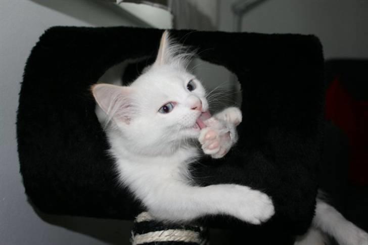 Ragdoll Neo billede 2