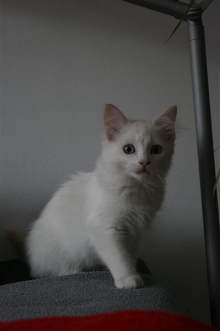 Ragdoll Neo billede 3