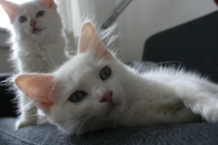 Ragdoll Neo - Afslapning. billede 4