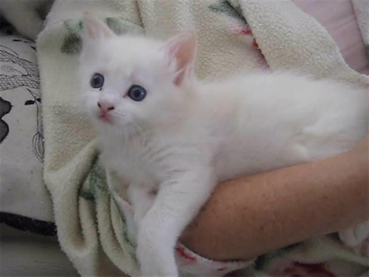 Ragdoll Neo - Neo 6 uger gammel. billede 5