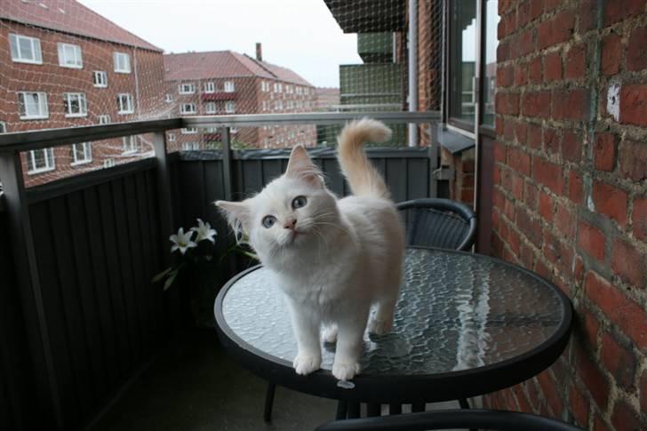 Ragdoll Nynne billede 1