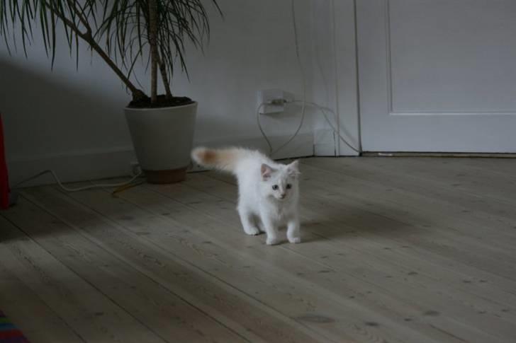 Ragdoll Nynne - En lille pjusket Nynne. billede 2