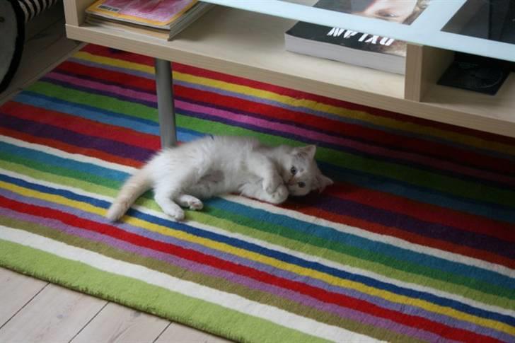 Ragdoll Nynne - Leg på gulvtæppet. billede 3