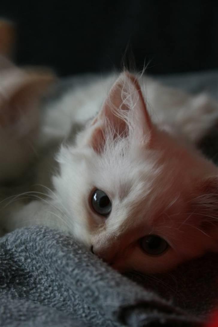 Ragdoll Nynne - Afslapning. billede 4